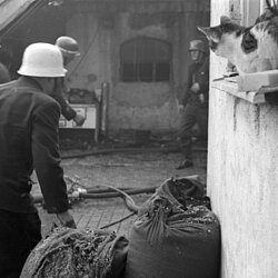 Ein Sack Kraftfutter wird von „Hauskater“ aufmerksam verfolgt