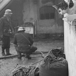 Die Katze steht noch für ein Bild des Fotografen zur Verfügung